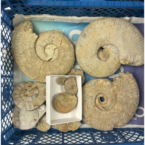 37 - FOUR TRAYS OF FOSSILS, to include large ammonites, fossil fish, shells, ichthyosaur bones and more (... 