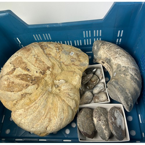 37 - FOUR TRAYS OF FOSSILS, to include large ammonites, fossil fish, shells, ichthyosaur bones and more (... 