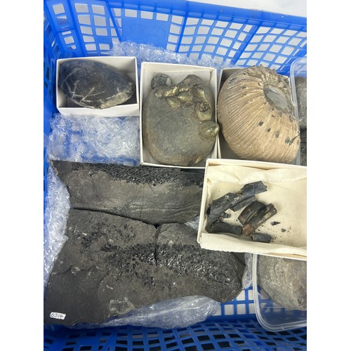 37 - FOUR TRAYS OF FOSSILS, to include large ammonites, fossil fish, shells, ichthyosaur bones and more (... 