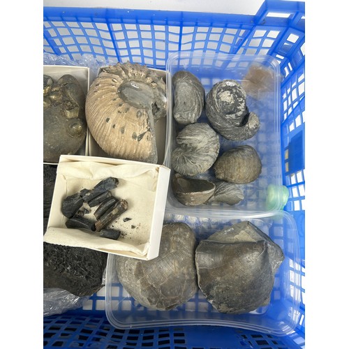 37 - FOUR TRAYS OF FOSSILS, to include large ammonites, fossil fish, shells, ichthyosaur bones and more (... 