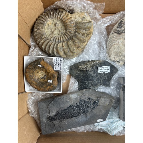 37 - FOUR TRAYS OF FOSSILS, to include large ammonites, fossil fish, shells, ichthyosaur bones and more (... 