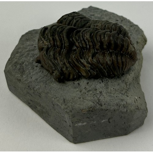 43 - A COLLECTION OF FOUR TRILOBITES TO INCLUDE ONE FROM THE SILURIAN WENLOCK DUDLEY (4)

Ex British priv... 