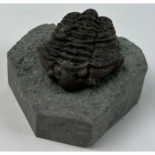 43 - A COLLECTION OF FOUR TRILOBITES TO INCLUDE ONE FROM THE SILURIAN WENLOCK DUDLEY (4)

Ex British priv... 