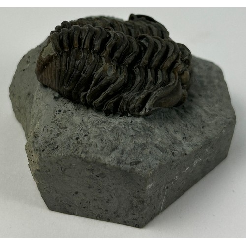 43 - A COLLECTION OF FOUR TRILOBITES TO INCLUDE ONE FROM THE SILURIAN WENLOCK DUDLEY (4)

Ex British priv... 