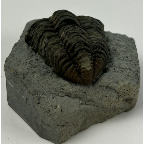 43 - A COLLECTION OF FOUR TRILOBITES TO INCLUDE ONE FROM THE SILURIAN WENLOCK DUDLEY (4)

Ex British priv... 