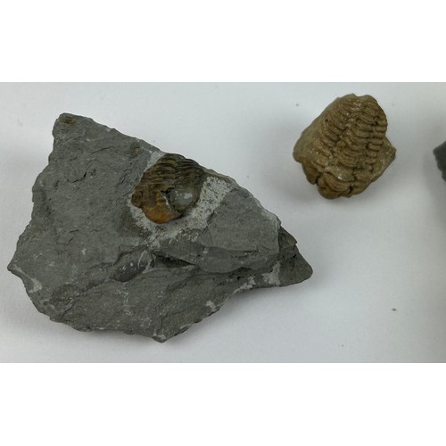 43 - A COLLECTION OF FOUR TRILOBITES TO INCLUDE ONE FROM THE SILURIAN WENLOCK DUDLEY (4)

Ex British priv... 