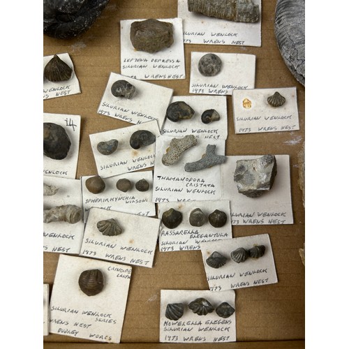 38 - A BOX OF FOSSILS, to include several specimens from the Silurian Wenlock, Dudley, ammonites and more... 