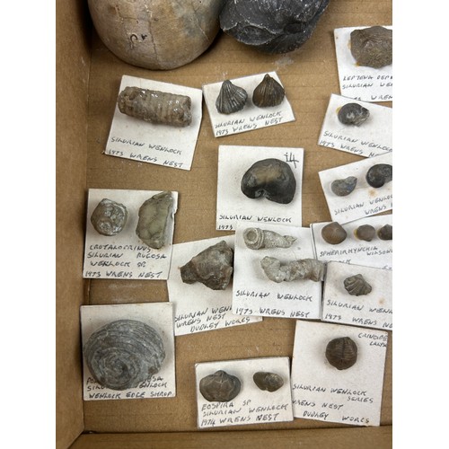 38 - A BOX OF FOSSILS, to include several specimens from the Silurian Wenlock, Dudley, ammonites and more... 