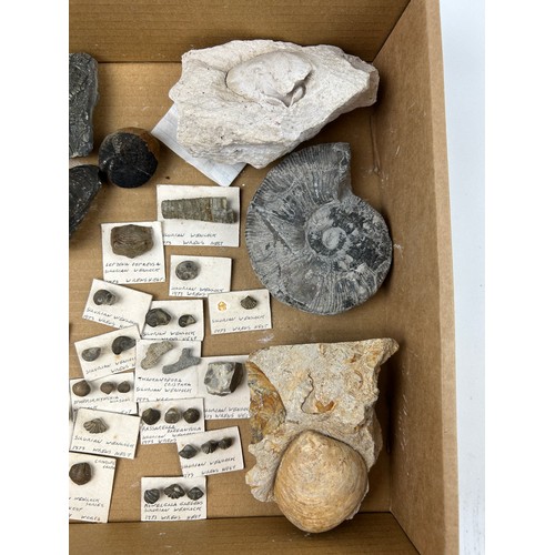 38 - A BOX OF FOSSILS, to include several specimens from the Silurian Wenlock, Dudley, ammonites and more... 