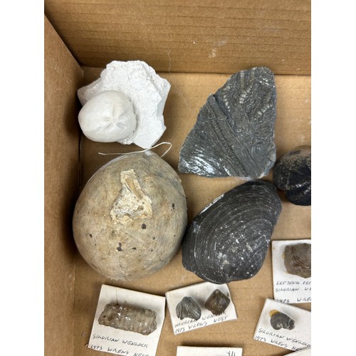 38 - A BOX OF FOSSILS, to include several specimens from the Silurian Wenlock, Dudley, ammonites and more... 