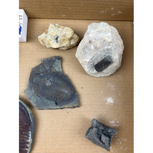 40 - A COLLECTION OF FOSSILS AND CASTS, to include Asteracanthus crushing shark teeth, ichthyosaur verteb... 