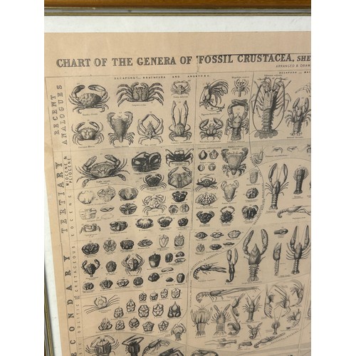 47 - A CHART OF THE GENERAL OF FOSSIL CRUSTACEA, showing the range in time of the several orders and with... 