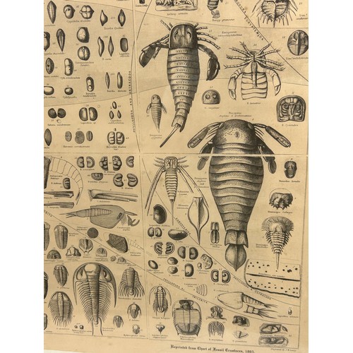 47 - A CHART OF THE GENERAL OF FOSSIL CRUSTACEA, showing the range in time of the several orders and with... 