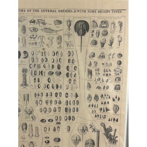 47 - A CHART OF THE GENERAL OF FOSSIL CRUSTACEA, showing the range in time of the several orders and with... 