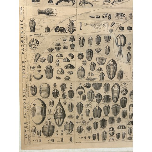 47 - A CHART OF THE GENERAL OF FOSSIL CRUSTACEA, showing the range in time of the several orders and with... 