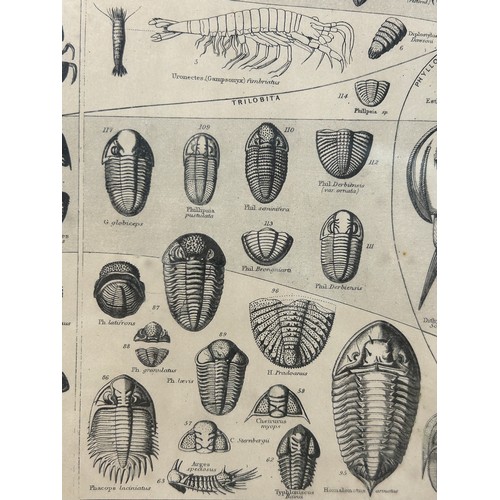 47 - A CHART OF THE GENERAL OF FOSSIL CRUSTACEA, showing the range in time of the several orders and with... 