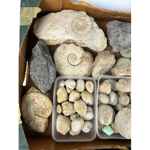 32 - TWO TRAYS OF FOSSILS, including ammonites, Hertfordshire pudding stone, gravels and more (Qty)

Ex B... 