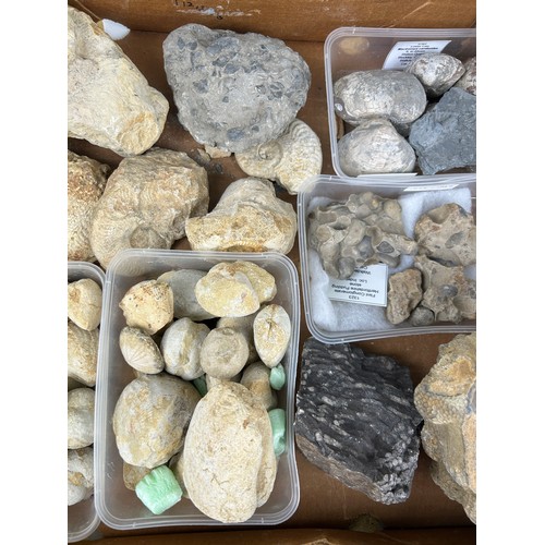 32 - TWO TRAYS OF FOSSILS, including ammonites, Hertfordshire pudding stone, gravels and more (Qty)

Ex B... 