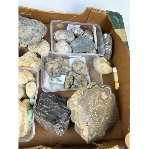 32 - TWO TRAYS OF FOSSILS, including ammonites, Hertfordshire pudding stone, gravels and more (Qty)

Ex B... 