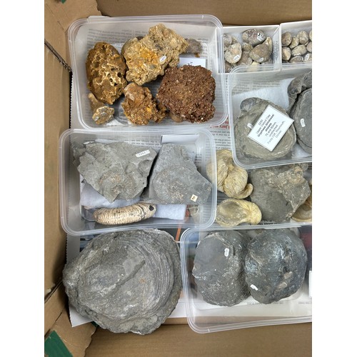 32 - TWO TRAYS OF FOSSILS, including ammonites, Hertfordshire pudding stone, gravels and more (Qty)

Ex B... 