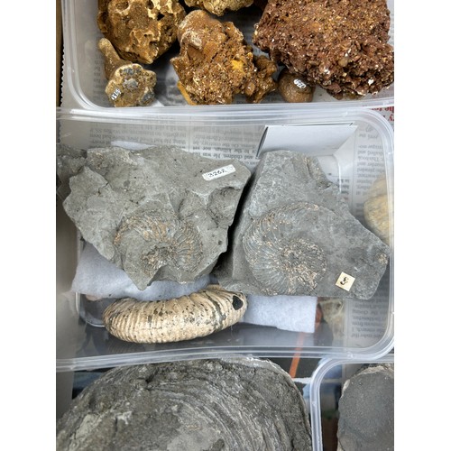 32 - TWO TRAYS OF FOSSILS, including ammonites, Hertfordshire pudding stone, gravels and more (Qty)

Ex B... 