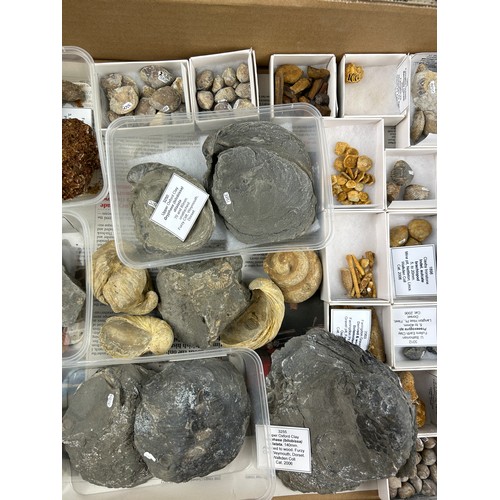 32 - TWO TRAYS OF FOSSILS, including ammonites, Hertfordshire pudding stone, gravels and more (Qty)

Ex B... 