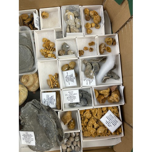 32 - TWO TRAYS OF FOSSILS, including ammonites, Hertfordshire pudding stone, gravels and more (Qty)

Ex B... 