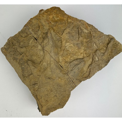 31 - A COLLECTION OF LARGE FOSSILS, including a dinosaur footprint, fish scales and more (8)

Ex British ... 