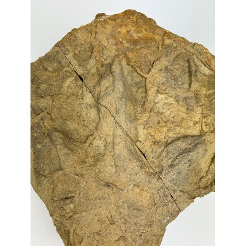 31 - A COLLECTION OF LARGE FOSSILS, including a dinosaur footprint, fish scales and more (8)

Ex British ... 