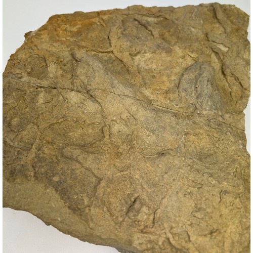 31 - A COLLECTION OF LARGE FOSSILS, including a dinosaur footprint, fish scales and more (8)

Ex British ... 