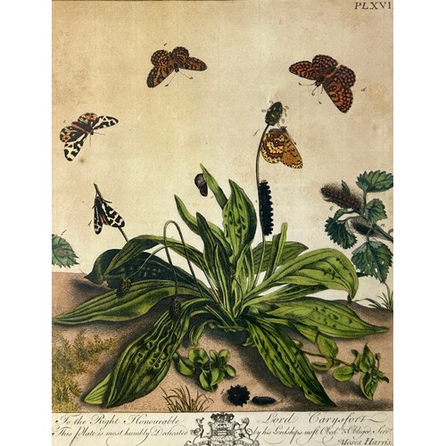 274 - MOSES HARRIS (1730-1787),

A set four hand coloured engraved plates of butterflies from ‘The Aurelia... 