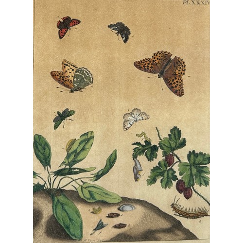 274 - MOSES HARRIS (1730-1787),

A set four hand coloured engraved plates of butterflies from ‘The Aurelia... 