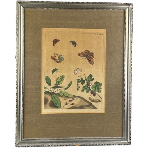 274 - MOSES HARRIS (1730-1787),

A set four hand coloured engraved plates of butterflies from ‘The Aurelia... 