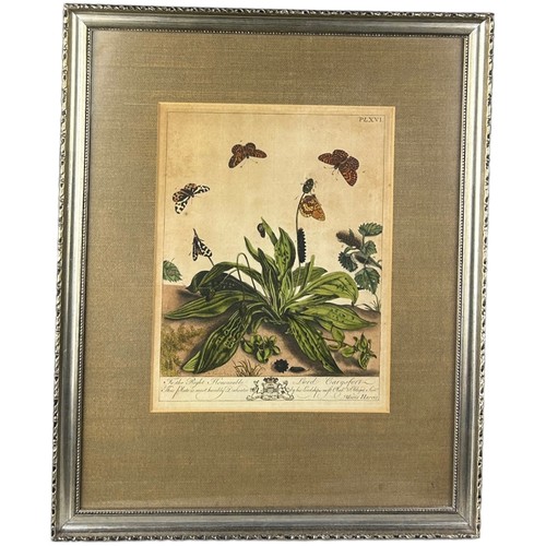 274 - MOSES HARRIS (1730-1787),

A set four hand coloured engraved plates of butterflies from ‘The Aurelia... 