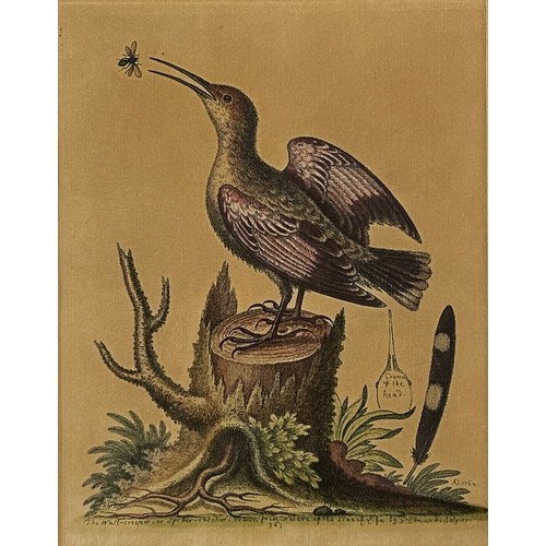 273 - AFTER GEORGE EDWARDS (1694-1773) ENGRAVINGS OF BIRDS (2), 

Mounted in a frame and glazed.