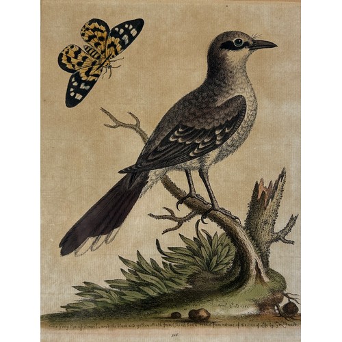 273 - AFTER GEORGE EDWARDS (1694-1773) ENGRAVINGS OF BIRDS (2), 

Mounted in a frame and glazed.