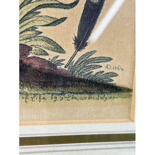 273 - AFTER GEORGE EDWARDS (1694-1773) ENGRAVINGS OF BIRDS (2), 

Mounted in a frame and glazed.