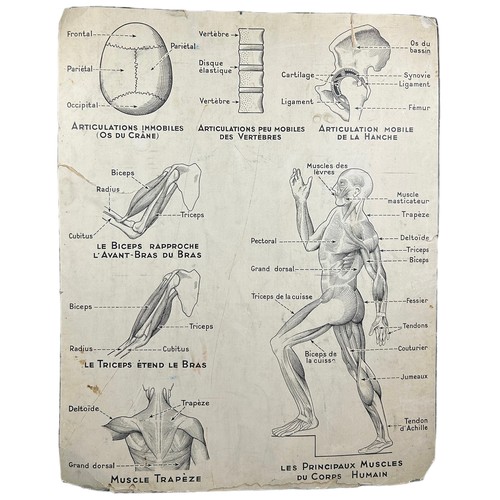 383 - A FRENCH SCIENTIFIC AND ANATOMICAL POSTER