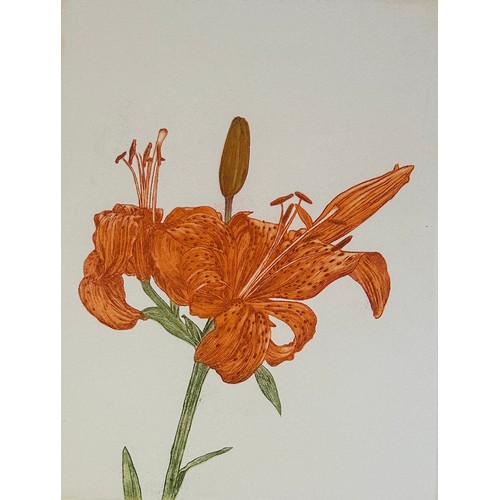 420 - NORMAN STEVENS (1937-1988) 'FIRST LILY', 

Aquatint, signed by the artist in pencil and dated 1979, ... 