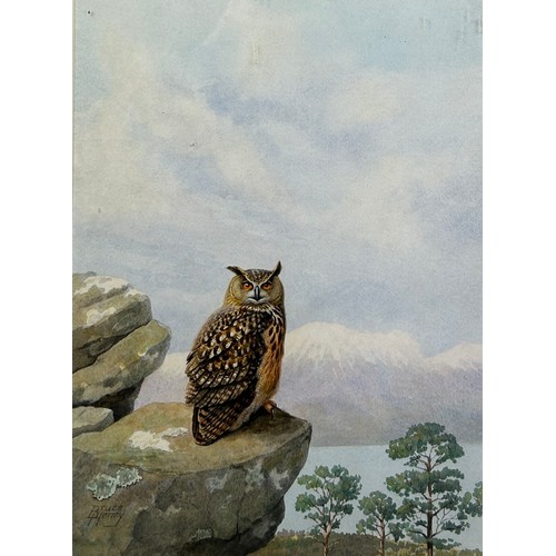 380 - BRUCE HENRY (BRITISH B.1918) EUROPEAN EAGLE OWL, 

Signed 'Bruce Henry', dated 1984. Pencil and wate... 