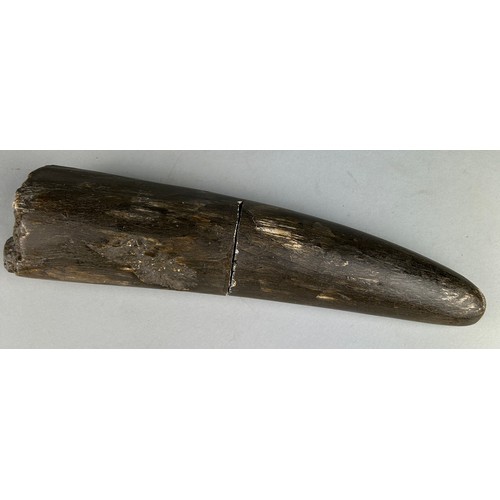 292 - A LARGE STEGODON ELEPHANT TUSK FOSSIL FROM JAVA,

33cm x 8cm 

A large and very rare extinct fossil ... 