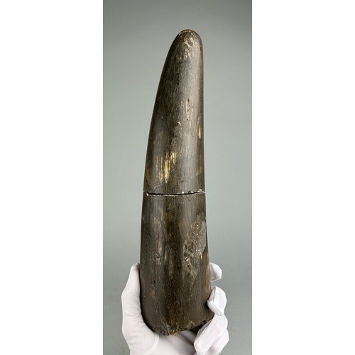 292 - A LARGE STEGODON ELEPHANT TUSK FOSSIL FROM JAVA,

33cm x 8cm 

A large and very rare extinct fossil ... 