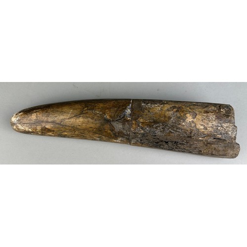 292 - A LARGE STEGODON ELEPHANT TUSK FOSSIL FROM JAVA,

33cm x 8cm 

A large and very rare extinct fossil ... 