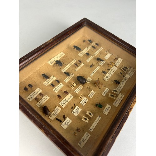 249 - A COLLECTION OF ENTOMOLOGICAL 'LOCAL BEETLES',

Mounted in a case. 

25cm x 20cm x 5cm