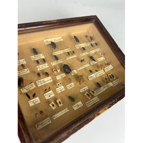 249 - A COLLECTION OF ENTOMOLOGICAL 'LOCAL BEETLES',

Mounted in a case. 

25cm x 20cm x 5cm