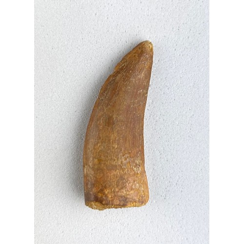 200 - AFRICAN T-REX DINOSAUR TOOTH FOSSIL (CARCHARODONTOSAURUS SAHARICUS)

4cm x 1.8cm 

A large tooth wit... 