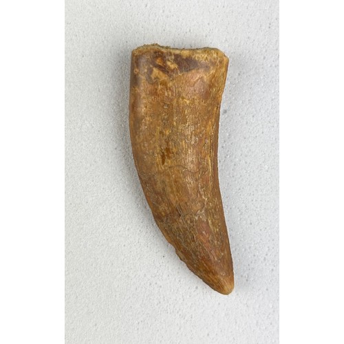 200 - AFRICAN T-REX DINOSAUR TOOTH FOSSIL (CARCHARODONTOSAURUS SAHARICUS)

4cm x 1.8cm 

A large tooth wit... 