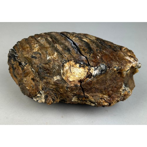 201 - A WOOLLY MAMMOTH TOOTH FOSSIL FROM DOGGERBANK

16cm x 16cm x 11cm 

A Large Tooth of the Woolly Mamm... 