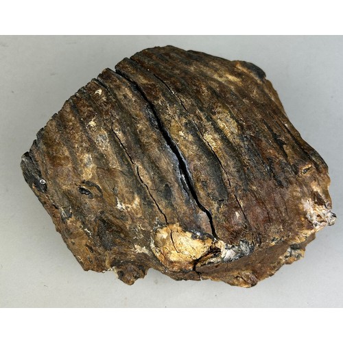 201 - A WOOLLY MAMMOTH TOOTH FOSSIL FROM DOGGERBANK

16cm x 16cm x 11cm 

A Large Tooth of the Woolly Mamm... 