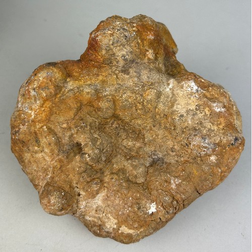 208 - A LARGE DINOSAUR ‘COPROLITE’ OR FOSSIL POO FROM UTAH

A very large dinosaur coprolite or ‘fossil poo... 